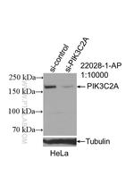 PIK3C2A Antibody in Western Blot (WB)