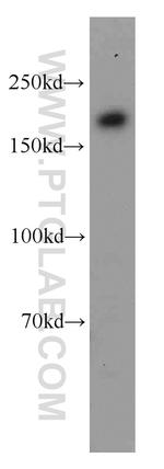 PIK3C2A Antibody in Western Blot (WB)