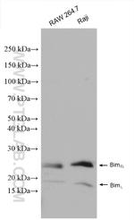 Bim Antibody in Western Blot (WB)