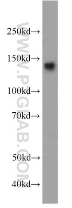 AHI1 Antibody in Western Blot (WB)