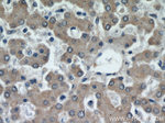 CEP97 Antibody in Immunohistochemistry (Paraffin) (IHC (P))