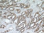 CEP97 Antibody in Immunohistochemistry (Paraffin) (IHC (P))