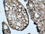 MAGED1 Antibody in Immunohistochemistry (Paraffin) (IHC (P))