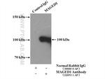 MAGED1 Antibody in Immunoprecipitation (IP)