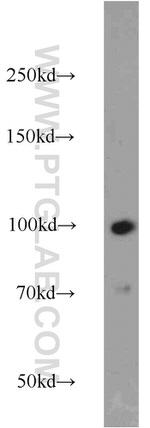 MAGED1 Antibody in Western Blot (WB)