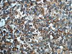 IMPDH1 Antibody in Immunohistochemistry (Paraffin) (IHC (P))