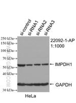 IMPDH1 Antibody in Western Blot (WB)