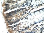 ISG20 Antibody in Immunohistochemistry (Paraffin) (IHC (P))