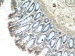 ISG20 Antibody in Immunohistochemistry (Paraffin) (IHC (P))