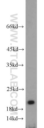 ISG20 Antibody in Western Blot (WB)