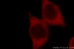 GSK3B Antibody in Immunocytochemistry (ICC/IF)