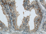 GSK3B Antibody in Immunohistochemistry (Paraffin) (IHC (P))