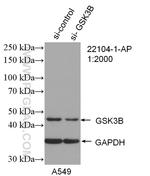 GSK3B Antibody in Western Blot (WB)