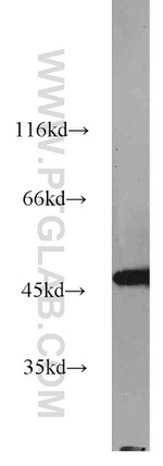 GSK3B Antibody in Western Blot (WB)