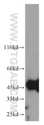 GSK3B Antibody in Western Blot (WB)