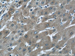 ALDH1A1 Antibody in Immunohistochemistry (Paraffin) (IHC (P))