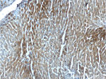 ALDH1A1 Antibody in Immunohistochemistry (Paraffin) (IHC (P))