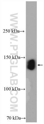 ZO-3 Antibody in Western Blot (WB)