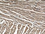 MYPT1 Antibody in Immunohistochemistry (Paraffin) (IHC (P))