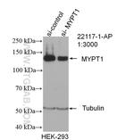 MYPT1 Antibody in Western Blot (WB)