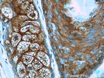 ARAF Antibody in Immunohistochemistry (Paraffin) (IHC (P))