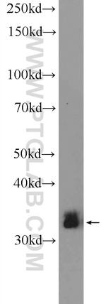 ARAF Antibody in Western Blot (WB)