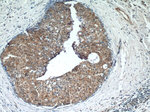 ARAF Antibody in Immunohistochemistry (Paraffin) (IHC (P))