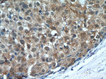 ARAF Antibody in Immunohistochemistry (Paraffin) (IHC (P))