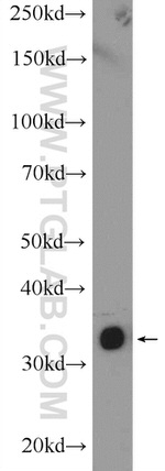 ARAF Antibody in Western Blot (WB)