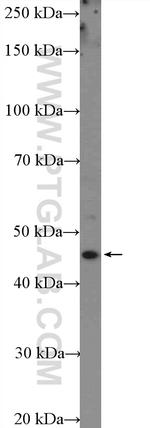 FUT4 Antibody in Western Blot (WB)