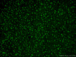 RCC1 Antibody in Immunohistochemistry (PFA fixed) (IHC (PFA))