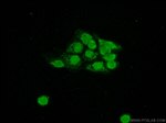 RCC1 Antibody in Immunocytochemistry (ICC/IF)