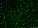 RCC1 Antibody in Immunohistochemistry (PFA fixed) (IHC (PFA))