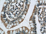 RCC1 Antibody in Immunohistochemistry (Paraffin) (IHC (P))