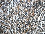 Integrin alpha-1 Antibody in Immunohistochemistry (Paraffin) (IHC (P))