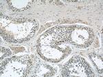 ADAM5 Antibody in Immunohistochemistry (Paraffin) (IHC (P))