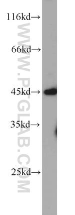 ADAM5 Antibody in Western Blot (WB)