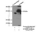 ENDOG Antibody in Immunoprecipitation (IP)