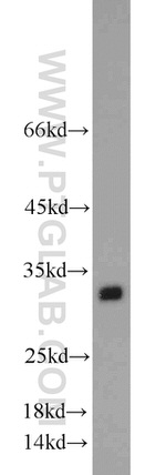 ENDOG Antibody in Western Blot (WB)