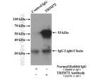 TRIM72 Antibody in Immunoprecipitation (IP)