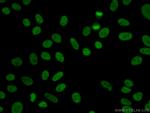 YY1 Antibody in Immunocytochemistry (ICC/IF)