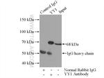 YY1 Antibody in Immunoprecipitation (IP)