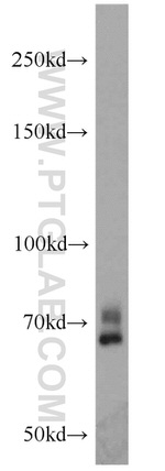 YY1 Antibody in Western Blot (WB)