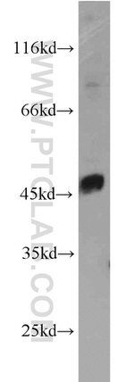 LPAR4 Antibody in Western Blot (WB)