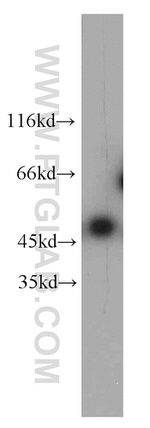 LPAR4 Antibody in Western Blot (WB)