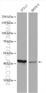 LPAR4 Antibody in Western Blot (WB)