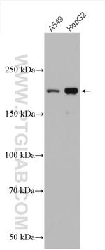 IQGAP1 Antibody in Western Blot (WB)