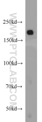 IQGAP1 Antibody in Western Blot (WB)