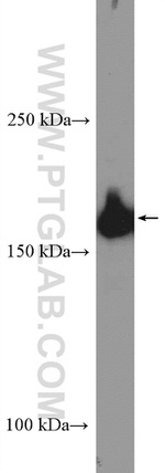 IQGAP1 Antibody in Western Blot (WB)