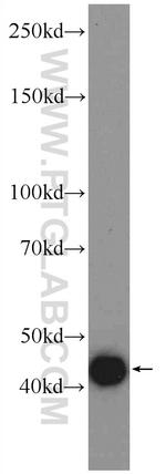 BMP3 Antibody in Western Blot (WB)